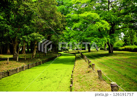 水元公園 苔の緑が綺麗な小川 126191757
