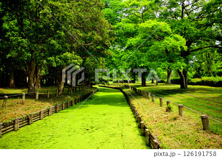 水元公園 苔の緑が綺麗な小川 126191758