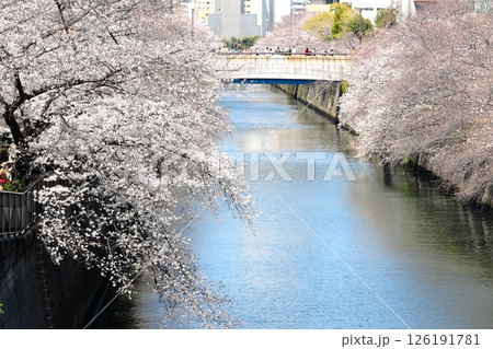 東京都市風景 目黒川の桜 東京都市風景 目黒川の桜 126191781