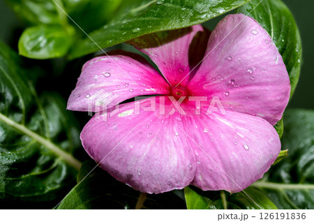 Delicate Pink Periwinkle Bloom on a Deep Green Background 126191836