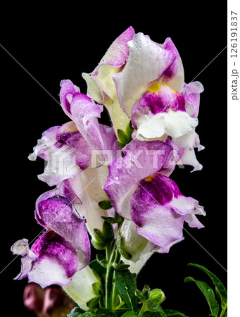 Elegant Purple and White Snapdragon Bloom on Black 126191837