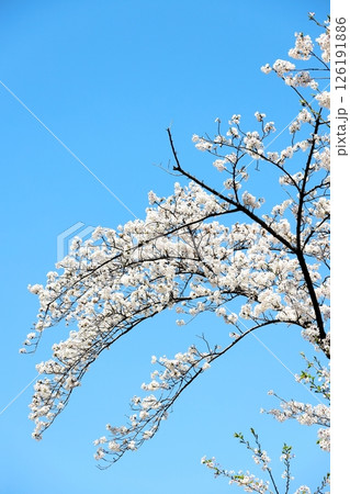 東京都市風景　目黒川の桜　タテ位置 126191886
