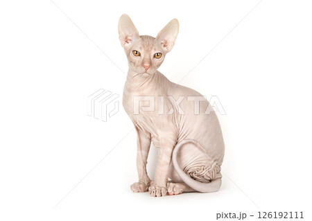 Cute kitten sphynx on light background Cute kitten sphynx on light background 126192111