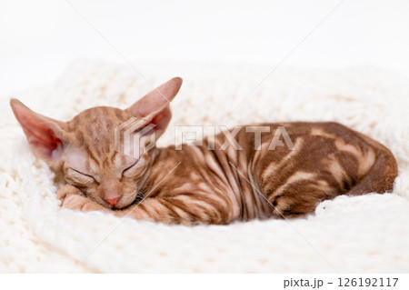 Cute kitten sphynx on light background Cute kitten sphynx on light background 126192117