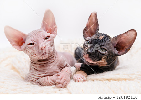 Cute kitten sphynx on light background Cute kitten sphynx on light background 126192118