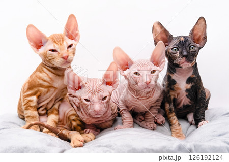 Cute kitten sphynx on light background Cute kitten sphynx on light background 126192124