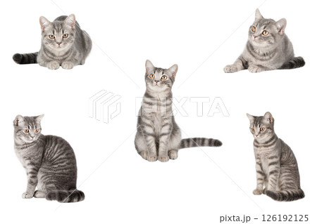 set of cute cat isolated 126192125