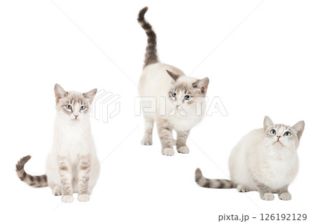 set of cute cat isolated set of cute cat isolated 126192129