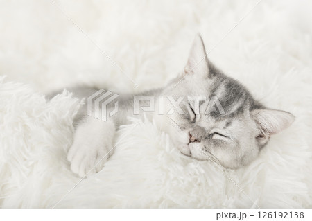 cute kitten on a light background cute kitten on a light background 126192138