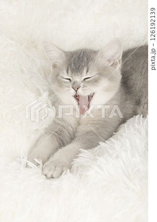 cute kitten on a light background cute kitten on a light background 126192139