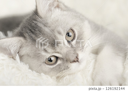 cute kitten on a light background 126192144