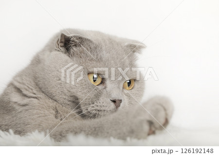cute kitten on a light background cute kitten on a light background 126192148