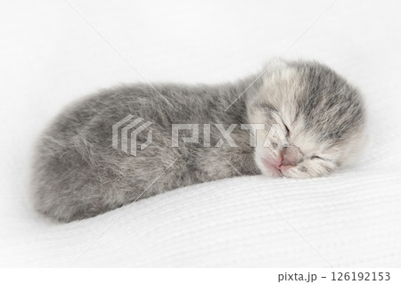 cute kitten on a light background 126192153