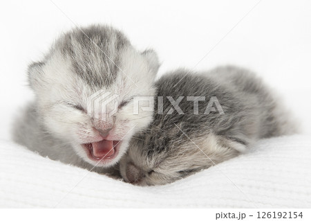 cute kitten on a light background 126192154