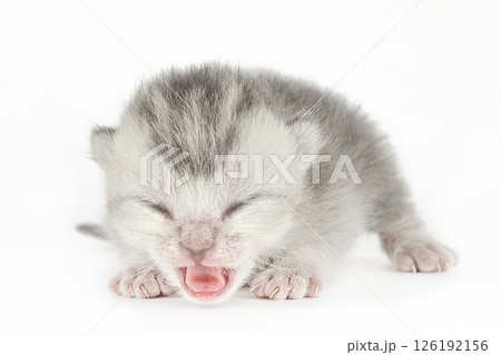 cute kitten on a light background cute kitten on a light background 126192156