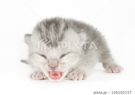 cute kitten on a light background 126192157