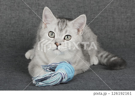 cute kitten on a light background 126192161