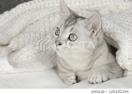 cute kitten on a light background cute kitten on a light background 126192164