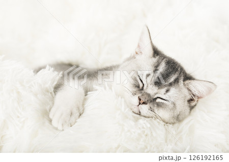 cute kitten on a light background 126192165
