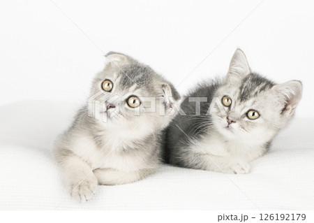cute kitten on a light background 126192179