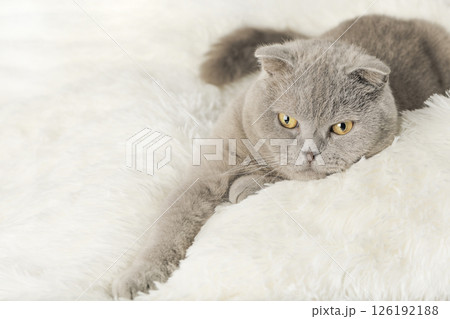 cute kitten on a light background cute kitten on a light background 126192188