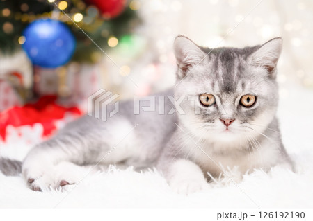 cute kitten on a light background cute kitten on a light background 126192190
