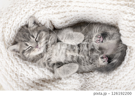 cute kitten on a light background cute kitten on a light background 126192200