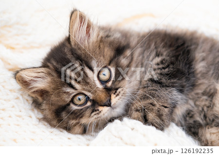 cute cat on a light background 126192235