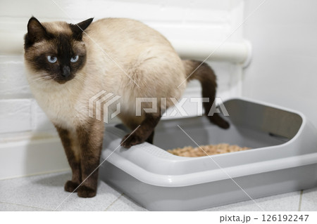 toilet trained siamese cat standing in litter box or cat litter tray 126192247