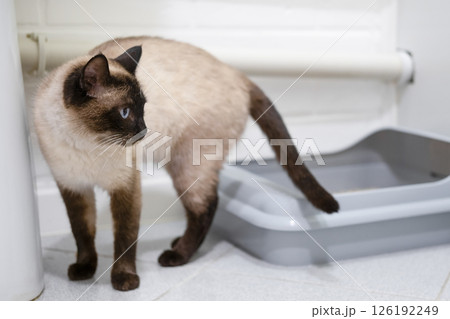toilet trained siamese cat standing in litter box or cat litter tray 126192249