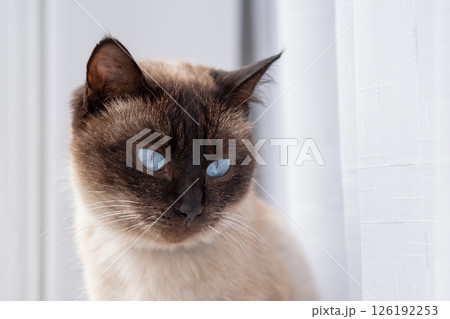 Cute red and white kitten on a light background Cute red and white kitten on a light background 126192253