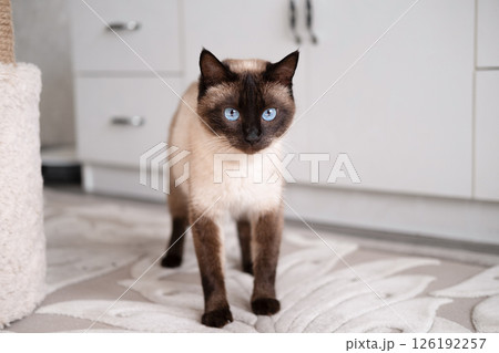 Cute red and white kitten on a light background 126192257