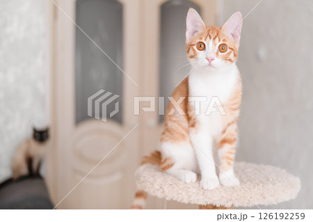 Cute red and white kitten on a light background Cute red and white kitten on a light background 126192259