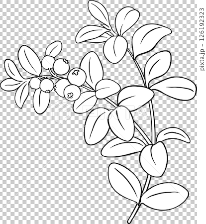 Lingonberry Branch with  Berries and Leaves Outline llustration 126192323