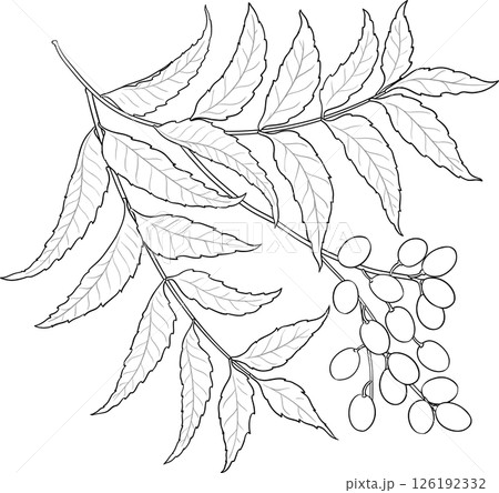 Neem Branch with Flowers and Leaves Colored Detailed Illustration. Neem Branch with Flowers and Leaves Colored Detailed Illustration. 126192332