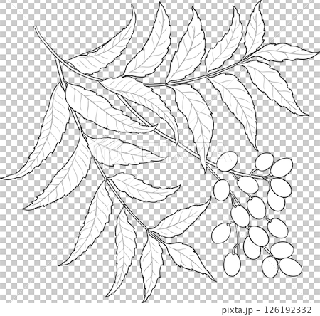 Neem Branch with Flowers and Leaves Colored Detailed Illustration. Neem Branch with Flowers and Leaves Colored Detailed Illustration. 126192332