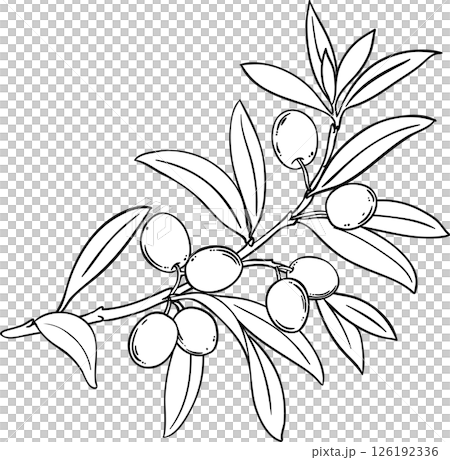 Olive Branch with Berries and Leaves Outline Illustration. Organic natural nutritional healthy food ingredient, vegetarian diet product. Olive Branch with Berries and Leaves Outline Illustration. Organic natural nutritional healthy food ingredient, vegetarian diet product. 126192336