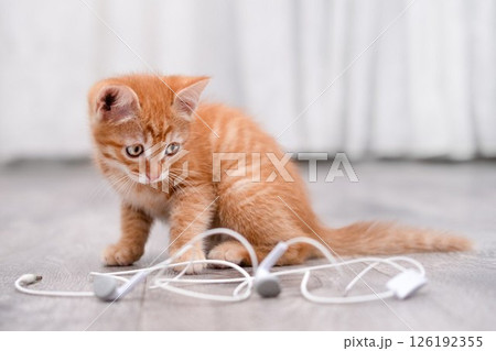 Cute red kitten playing with headphones Cute red kitten playing with headphones 126192355