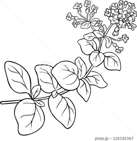 Oregano  Branch Outline  Illustration 126192367