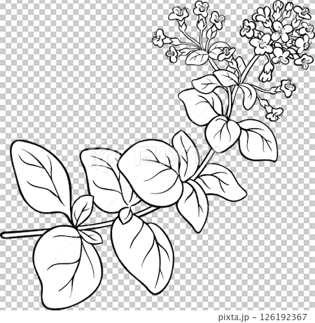 Oregano  Branch Outline  Illustration 126192367
