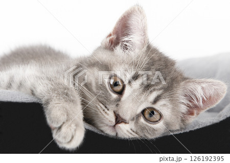 cute kitten on a light background 126192395