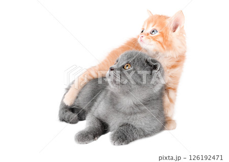 Little red Kitten Isolated On White Background Little red Kitten Isolated On White Background 126192471