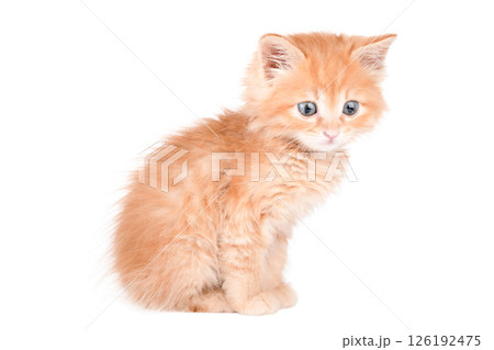 Little red Kitten Isolated On White Background Little red Kitten Isolated On White Background 126192475