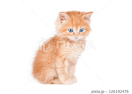 Little red Kitten Isolated On White Background Little red Kitten Isolated On White Background 126192476