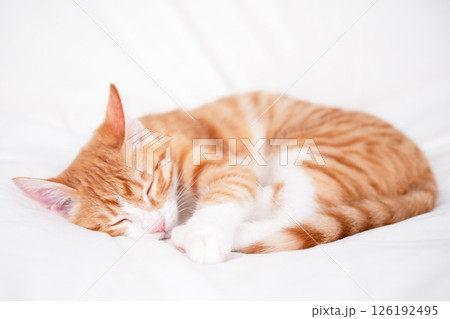 Cute red kitten on a light background 126192495