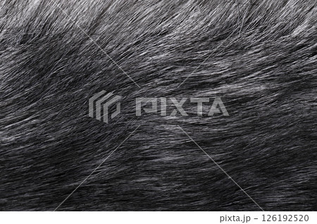 gray fur background close up gray fur background close up 126192520