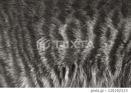 gray fur background close up 126192523