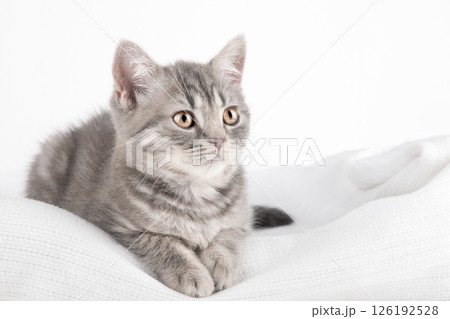 cute kitten on a light background 126192528