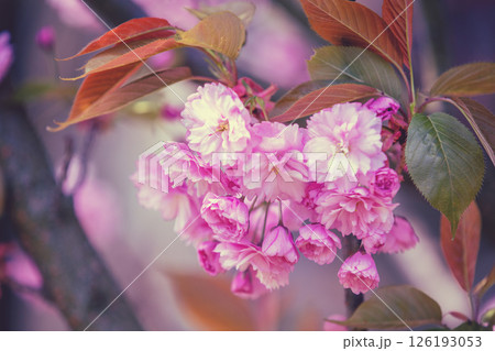 Blooming pink sakura flowers on a branch Blooming pink sakura flowers on a branch 126193053