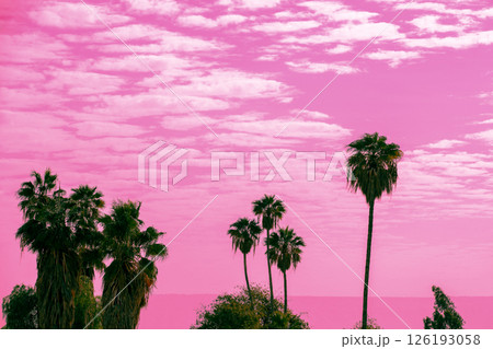 Palm trees against a pink sky. Tropical landscape.  Beautiful tropic nature 126193058